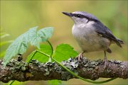 14_DSC0811_Eurasian_Nuthatch_expectative_84pc