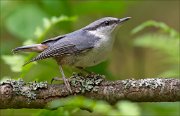 14_DSC0840_Eurasian_Nuthatch_bearing_86pc