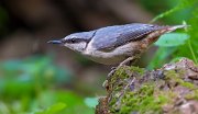 14_DSC2274_Eurasian_Nuthatch_gnat_61pc