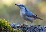 18_DSC3936_Eurasian_Nuthatch_smack_76pc