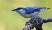 18_DSC3938_Eurasian_Nuthatch_exigency_73pc