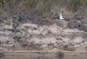 19_DSC9676_Eurasian_Oystercatcher_venerable_44pc