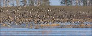 24_DSC6325_Eurasian_Wigeon_crowd_51pc