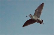 17_DSC4541_Eurasian_Woodcock_vague_12pc