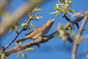 12_DSC4917_Wryneck_flicker_22pc