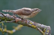 12_DSC8369_Eurasian_Wryneck_string_92pc