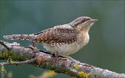 12_DSC8381_Eurasian_Wryneck_puffy_70pc