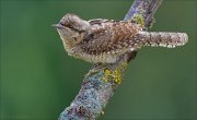 12_DSC8405_Eurasian_Wryneck_spotty_99pc