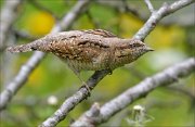 22_DSC2100_Eurasian_Wryneck_vigor_77pc