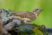 22_DSC4590_Eurasian_Wryneck_ambush_72pc