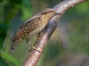 22_DSC4885_Eurasian_Wryneck_bow_78pc