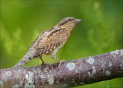 22_DSC4890_Eurasian_Wryneck_glow_72pc