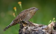 22_DSC5957_Eurasian_Wryneck_musing_75pc