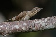 22_DSC6272_Eurasian_Wryneck_bolt_58pc