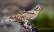 23_DSC5196_Eurasian_Wryneck_hue_101pc