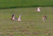 20_DSC9234_European_Golden_Plover_nightshift_32pc