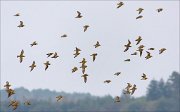 21_DSC2183_European_Golden_Plover_aflame_73pc