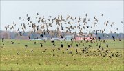 23_DSC0044_European_Golden_Plover_56pc