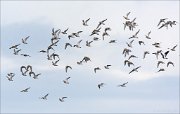 23_DSC0061_European_Golden_Plover_61pc