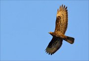 17_DSC4871_European_Honey_Buzzard_ascend_35pc