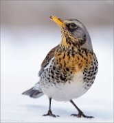 04_DSC9759_Fieldfare_portrait_61pc