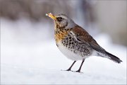 04_DSC9791_Fieldfare_on_snow_94pc