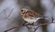 04_DSC9978_Fieldfare_sullen_75pc