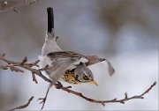 04_DSC9986_Fieldfare_drunk_94pc