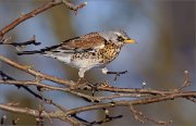 05_DSC0600_Fieldfare_straddling_trush_72pc