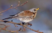 05_DSC0609_Fieldfare_on_appletree_at_sunset_59pc