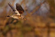 05_DSC0745_Fieldfare_fly_down_92pc