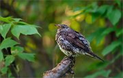 06_DSC6528_Fieldfare_morning_freshness_74pc