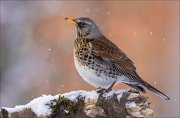 14_DSC8821_Fieldfare_connection_96pc