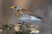 14_DSC9003_Fieldfare_chord_92pc