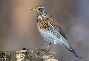 14_DSC9014_Fieldfare_stance_100pc