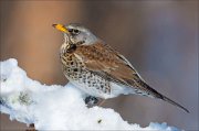 14_DSC9169_Fieldfare_dredge_102pc