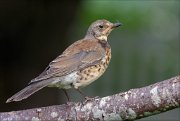 22_DSC5553_Fieldfare_pupil_87pc