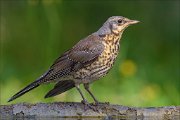 22_DSC5562_Fieldfare_blushing_97pc