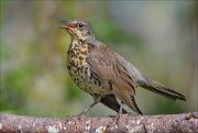 22_DSC5689_Fieldfare_ardor_100pc