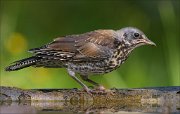 22_DSC5710_Fieldfare_sprog_94pc