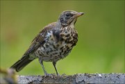 22_DSC5864_Fieldfare_dense_95pc