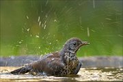 22_DSC5910_Fieldfare_plash_94pc