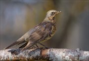 23_DSC0569_Fieldfare_deficit_90pc