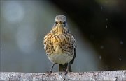 23_DSC0588_Fieldfare_spheroids_86pc