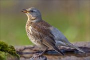 23_DSC0627_Fieldfare_rejoice_99pc