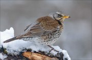 24_DSC6786_Fieldfare_doubt_95pc