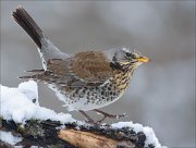 24_DSC6892_Fieldfare_increment_107pc