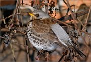 P1450888_Fieldfare_in_grapes_72