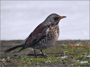 P1470331_fieldfare_as_is