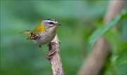 11_DSC1409_Firecrest_shoker_64pc